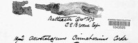 Acrostalagmus luteoalbus image
